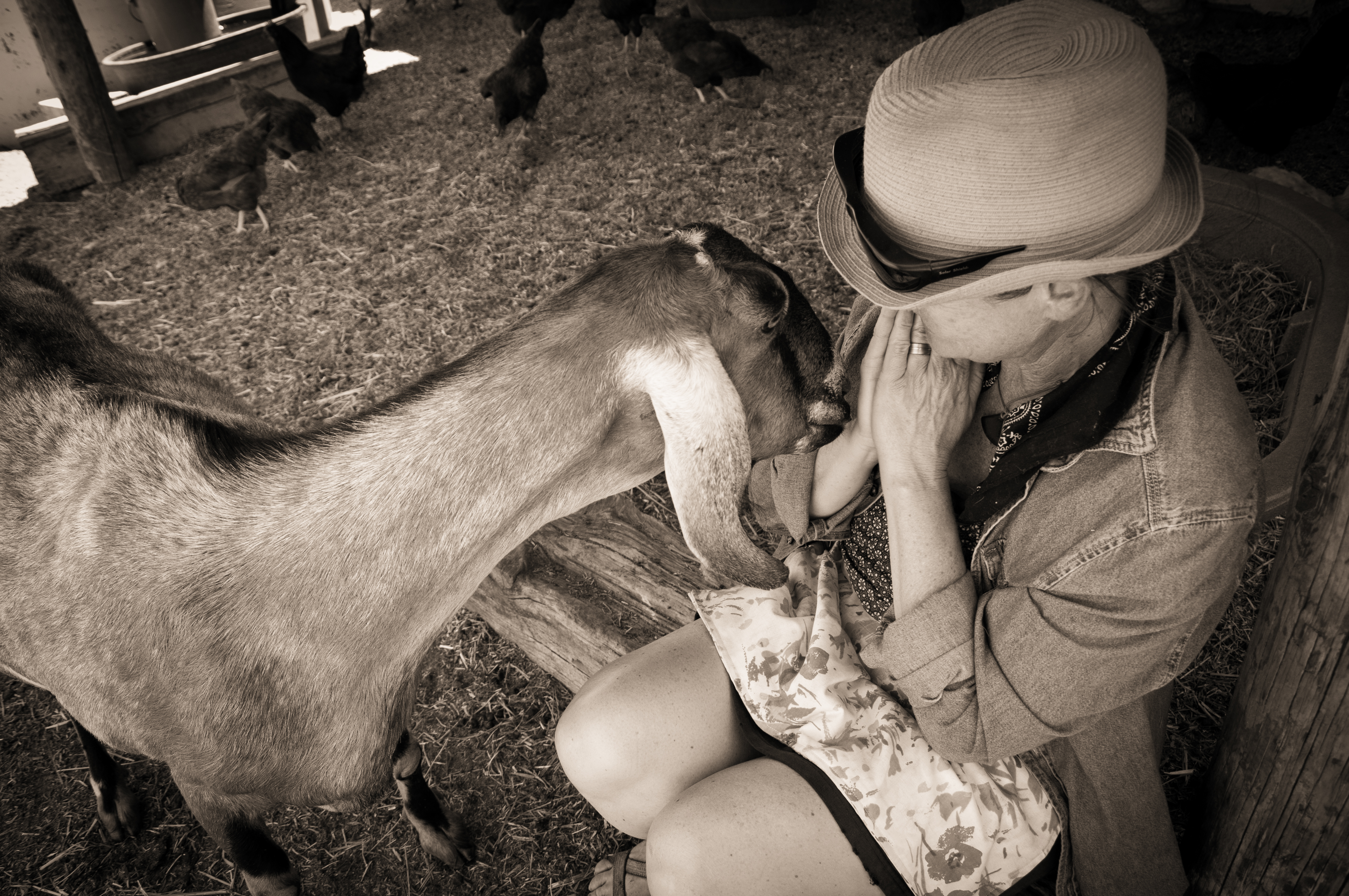 The Vegetarian Butcher // Alyson Gilman